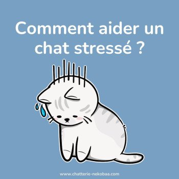 Solutions pour chat stressé