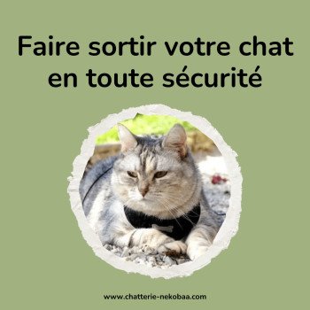 Sortir son chat : harnais, enclos ... les solutions pour des sorties en toute sérénité !