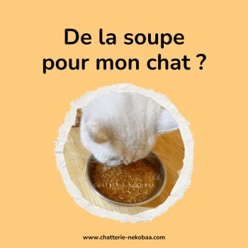 Soupe pour chat ? Notre avis !