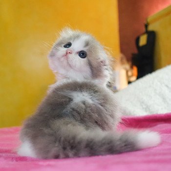 Scottish Fold & Highland Fold : un test génétique obligatoire