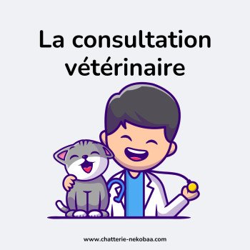Consultation vétérinaire pour le chat : première visite, fréquence, prévention et conseils