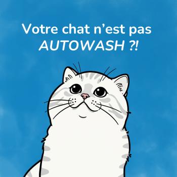Votre chat n’est pas auto-wash… et c’est parfaitement normal
