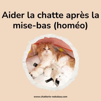 Aider la chatte après la mise bas