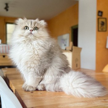 British shorthair bleu & British longhair bleu