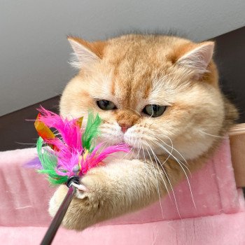 Caractère du British shorthair / longhair