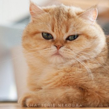 Nos chats British Shorthair et Longhair