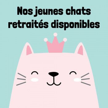 Chats British retraités disponibles