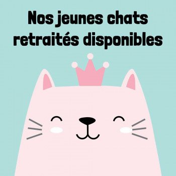 Chats retraités disponibles