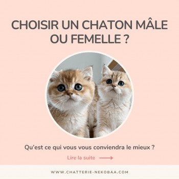Choisir un chaton : mâle ou femelle ?