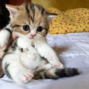 Alimentation Croquettes Et Patees Pour Votre Chaton Alimentation Croquettes Et Patees Pour Votre Chaton