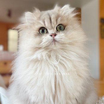 Nos British Longhair