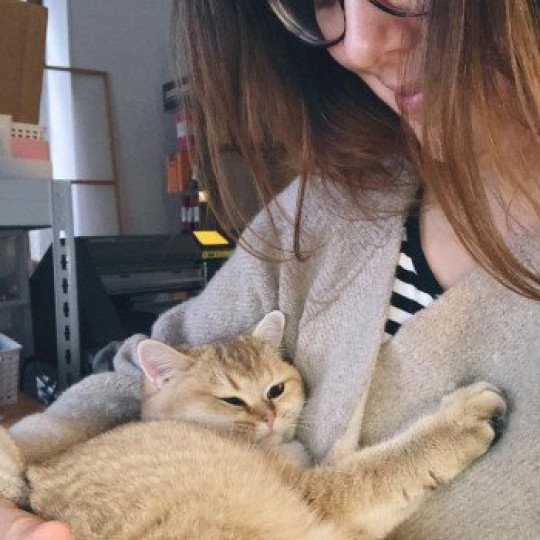 Hinata, british shorthair et moi Hinata, british shorthair et moi