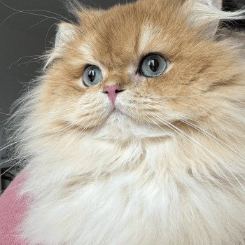 Toilettage et Entretien du British Shorthair et Longhair