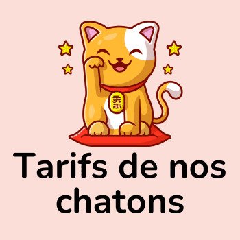 Prix de nos chatons British