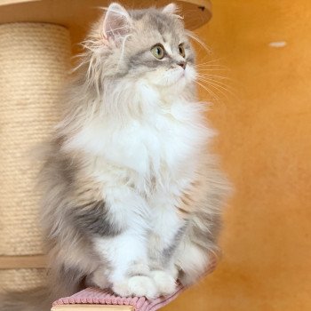 Chaton British Longhair blue silver blotched tabby
