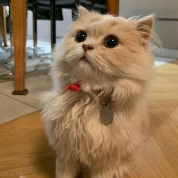 Chaton British Shorthair black silver shaded