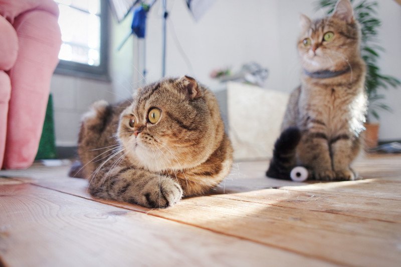 Johnny et Jun, Scottish Fold et Straight