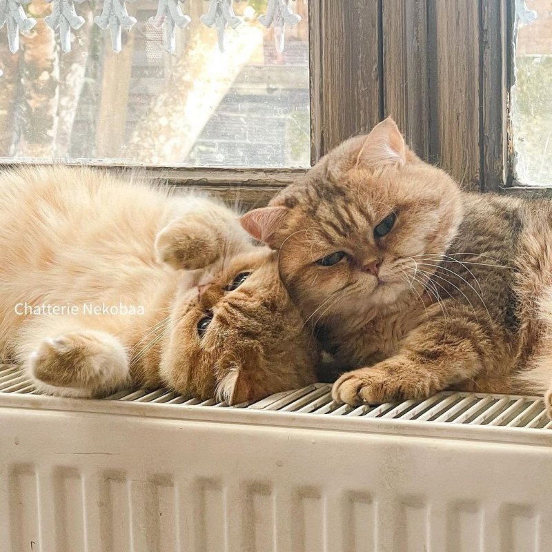 british-shorthair-golden-zeniba