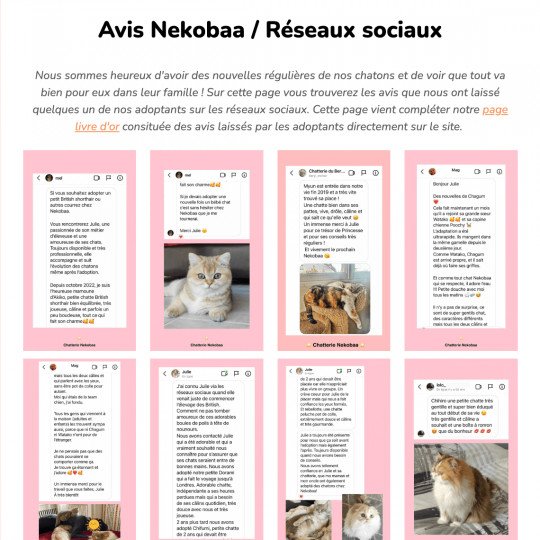 avis nekobaa sur réseaux sociaux