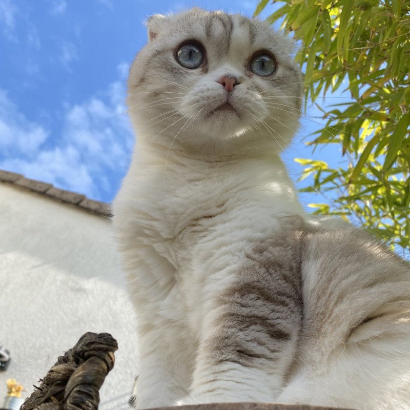 Ebisu, Scottish Fold, poils courts, oreilles pliées