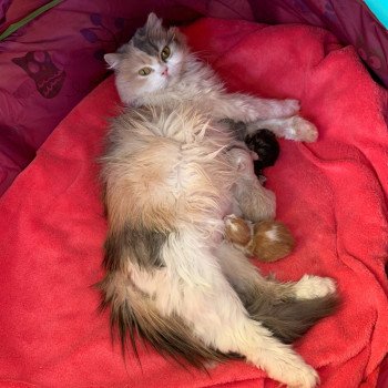 Kitten Highland Straight O Chatterie Nekobaa Kitten Highland Straight O Chatterie Nekobaa