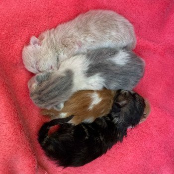 Kitten Highland Straight O Chatterie Nekobaa Kitten Highland Straight O Chatterie Nekobaa