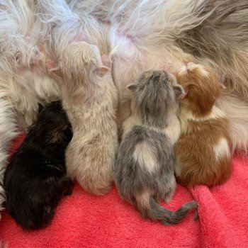 Kitten Highland Straight O Chatterie Nekobaa Kitten Highland Straight O Chatterie Nekobaa