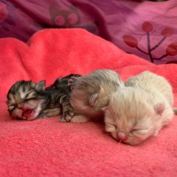Kitten Highland Straight O Chatterie Nekobaa Kitten Highland Straight O Chatterie Nekobaa