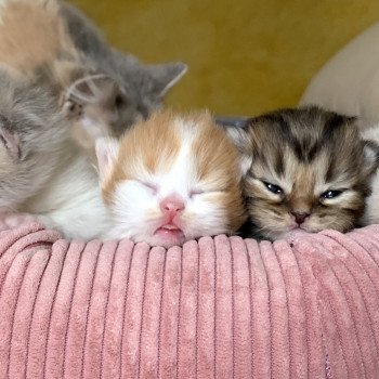 Kitten Highland Straight O Chatterie Nekobaa Kitten Highland Straight O Chatterie Nekobaa