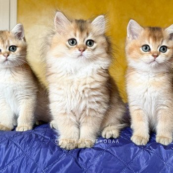 Chaton British Longhair D3 Chatterie Nekobaa