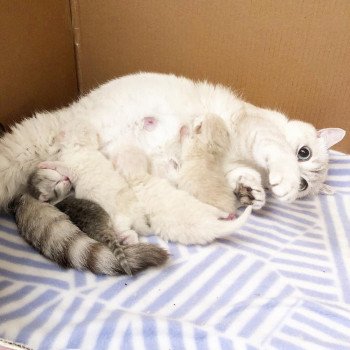 aider-misebas-chatte aider-misebas-chatte