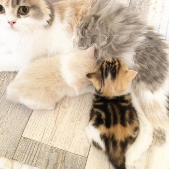 aider-chatte-lait