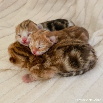 Chaton Scottish Straight C2 Chatterie Nekobaa