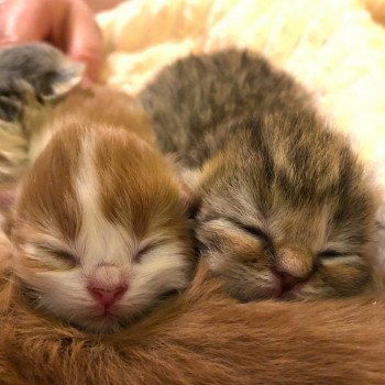 Kitten Highland Straight H Chatterie Nekobaa Kitten Highland Straight H Chatterie Nekobaa