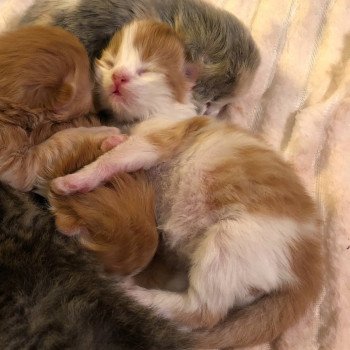 Kitten Highland Straight H Chatterie Nekobaa Kitten Highland Straight H Chatterie Nekobaa