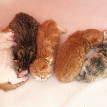 Kitten Highland Straight H Chatterie Nekobaa Kitten Highland Straight H Chatterie Nekobaa