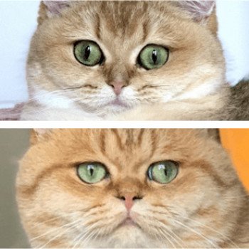chaton-britishgolden chaton-britishgolden
