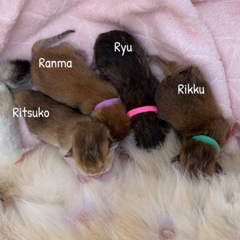 Kitten British Shorthair R Chatterie Nekobaa Kitten British Shorthair R Chatterie Nekobaa