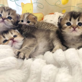 Kitten British Shorthair J Chatterie Nekobaa Kitten British Shorthair J Chatterie Nekobaa