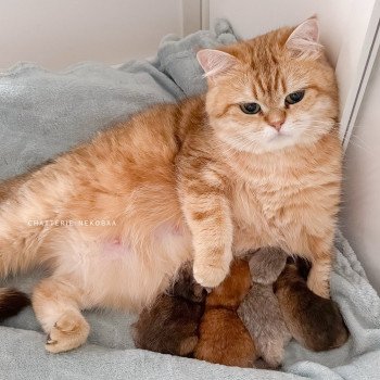 Chaton British Shorthair N3 Chatterie Nekobaa