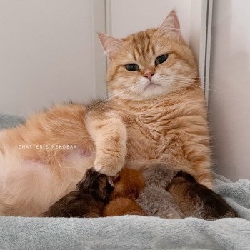 Chaton British Shorthair N3 Chatterie Nekobaa