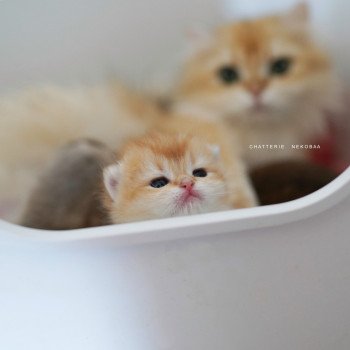Chaton British Shorthair N3 Chatterie Nekobaa