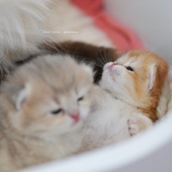 Chaton British Shorthair N3 Chatterie Nekobaa