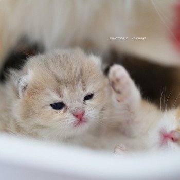 Chaton British Shorthair N3 Chatterie Nekobaa