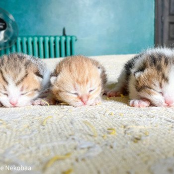 Chaton Scottish Straight B2 Chatterie Nekobaa Chaton Scottish Straight B2 Chatterie Nekobaa