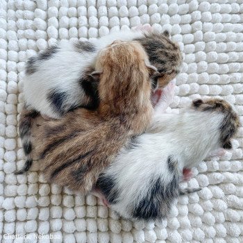 Chaton Scottish Straight B2 Chatterie Nekobaa Chaton Scottish Straight B2 Chatterie Nekobaa