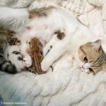 Chaton Scottish Straight B2 Chatterie Nekobaa Chaton Scottish Straight B2 Chatterie Nekobaa