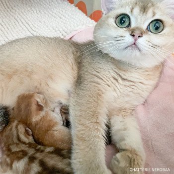 Chaton British Shorthair A2 Chatterie Nekobaa