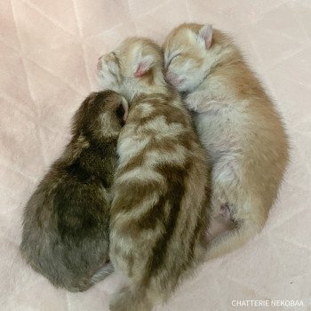 Chaton British Shorthair A2 Chatterie Nekobaa Chaton British Shorthair A2 Chatterie Nekobaa