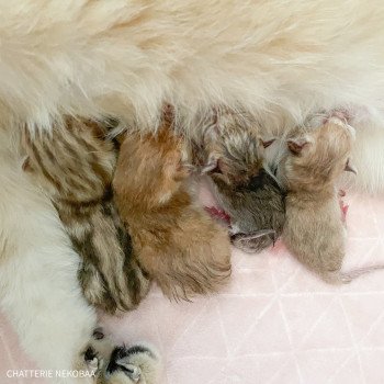 Chaton British Shorthair A2 Chatterie Nekobaa